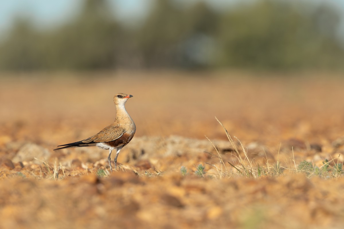 Australian Pratincole - ML638433053