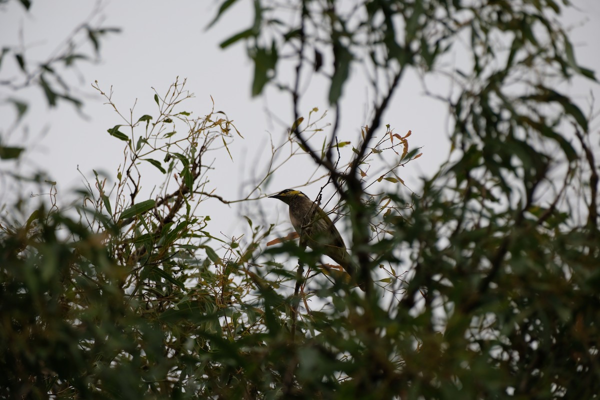 Mangrove Honeyeater - ML638433054