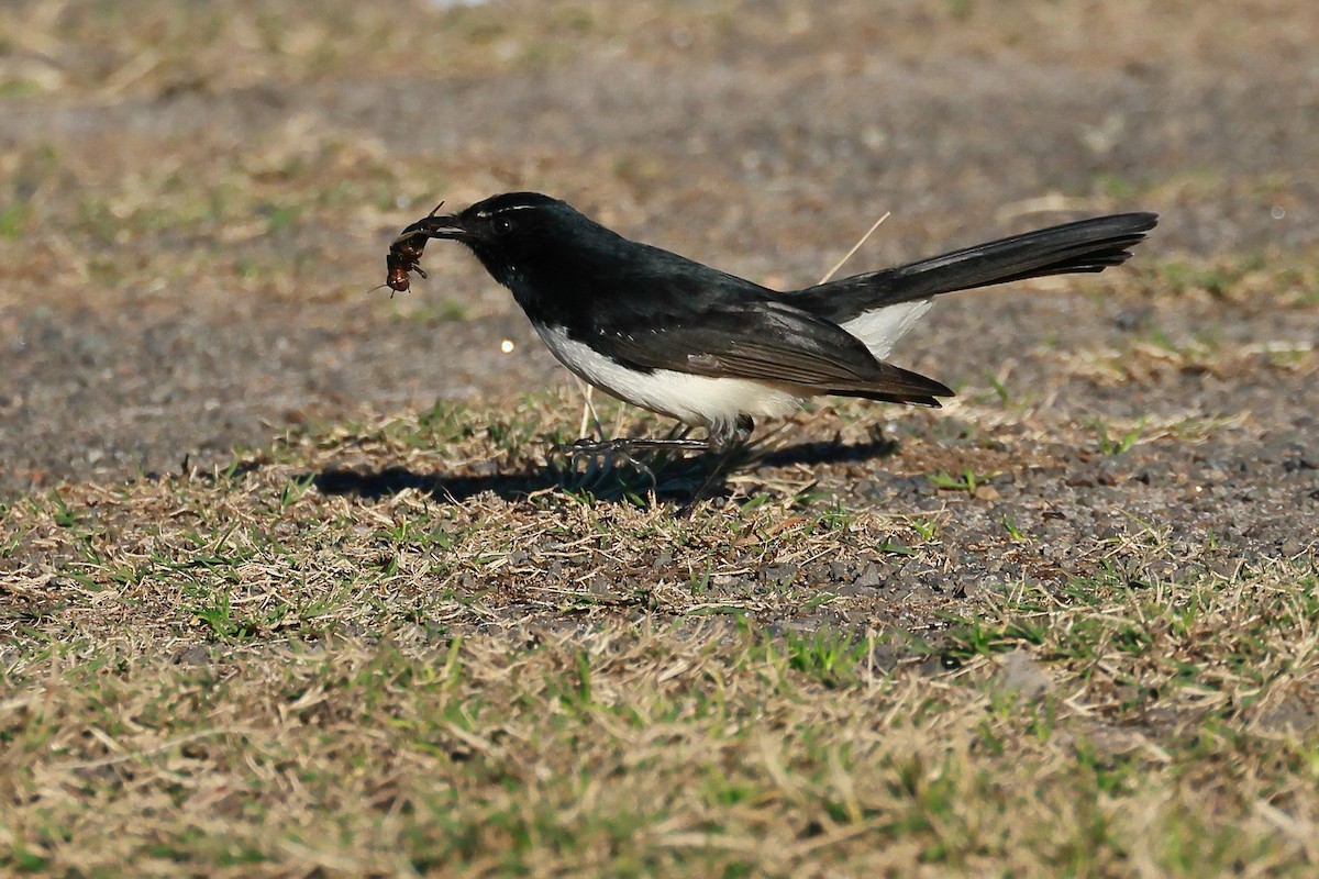 Willie-wagtail - ML638433056