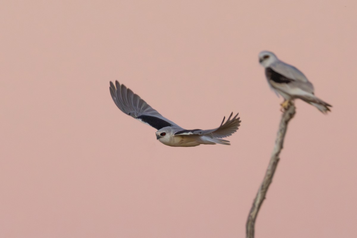 Letter-winged Kite - ML638433060
