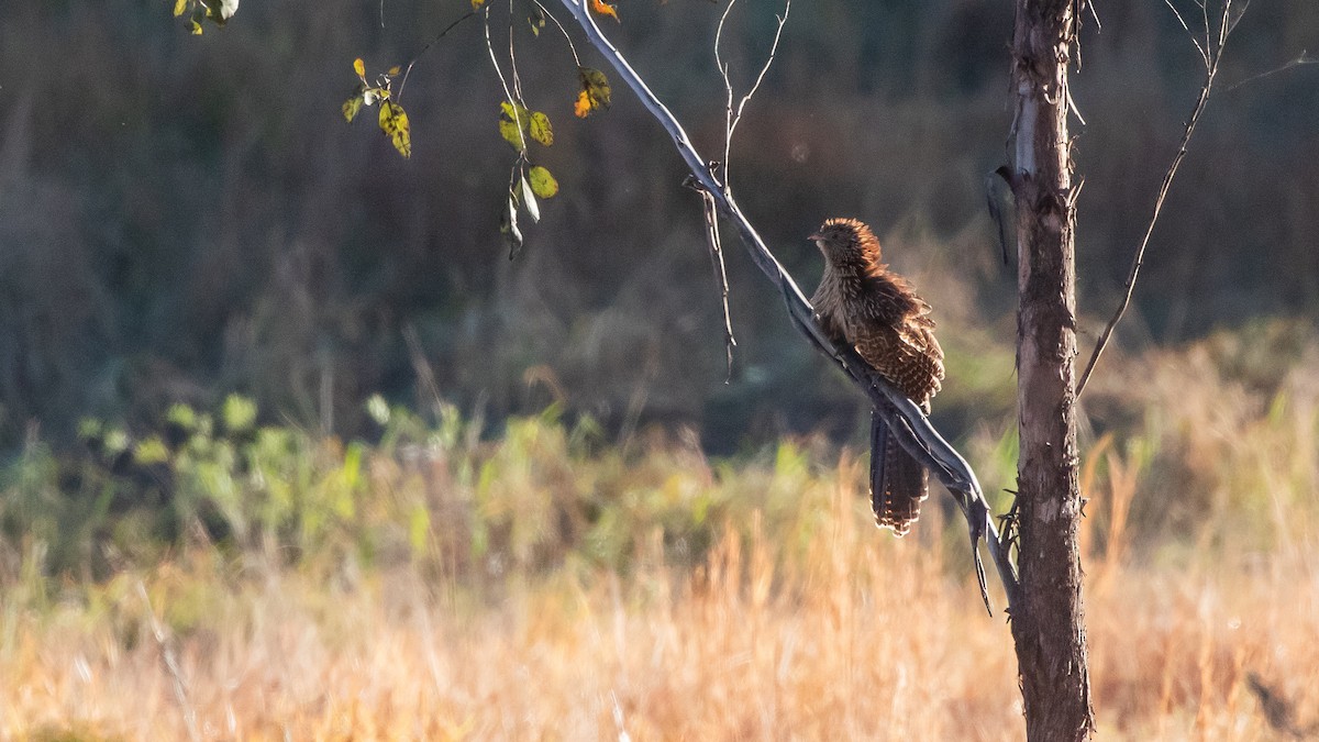 Pheasant Coucal - ML638433065