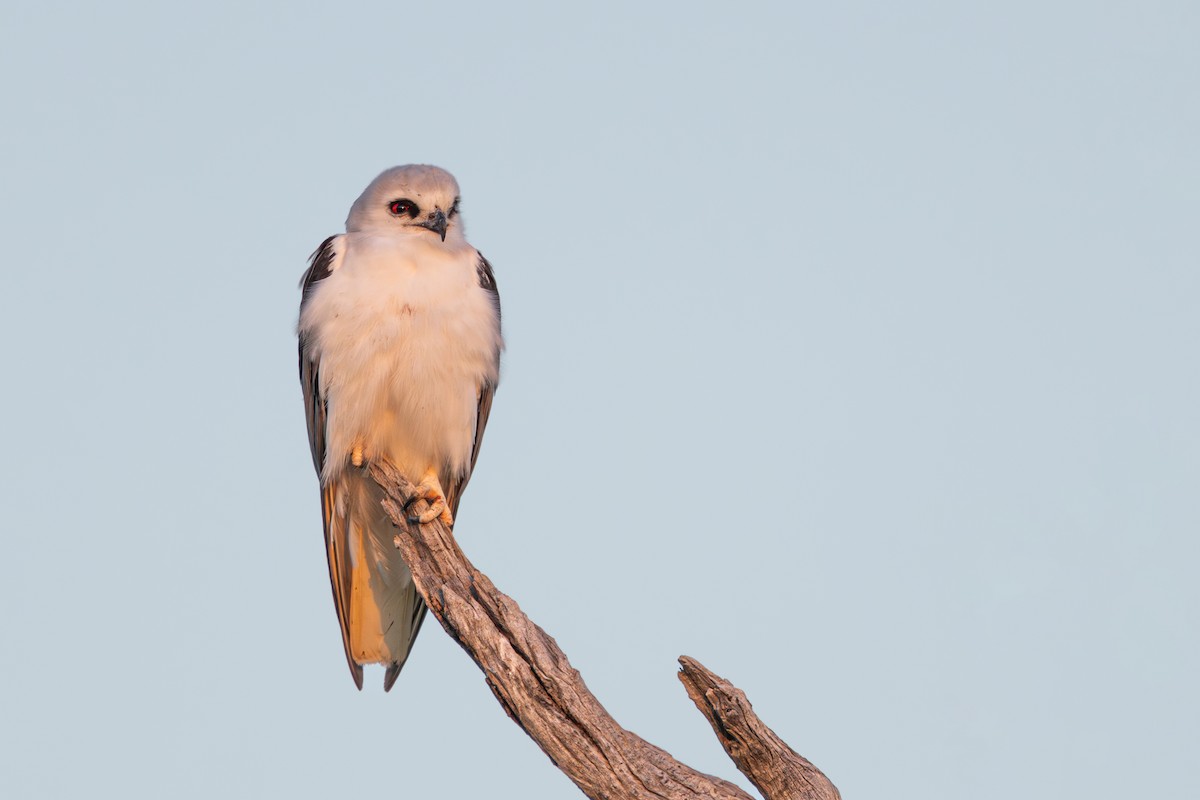Letter-winged Kite - ML638433080