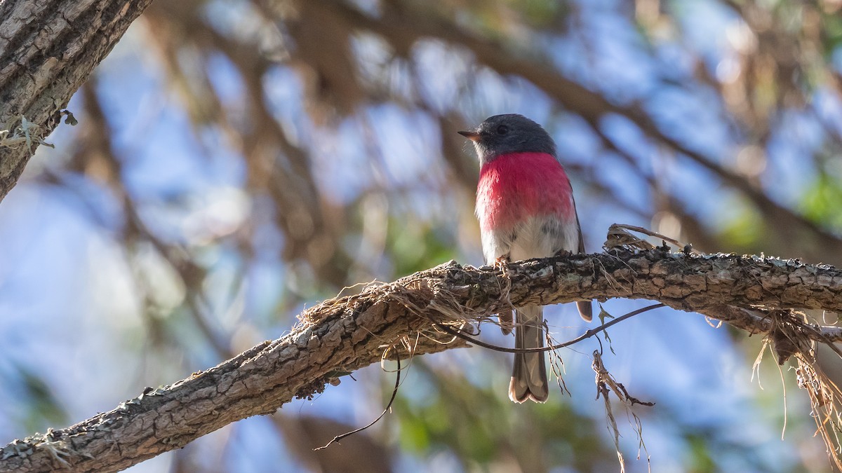 Rose Robin - ML638433084