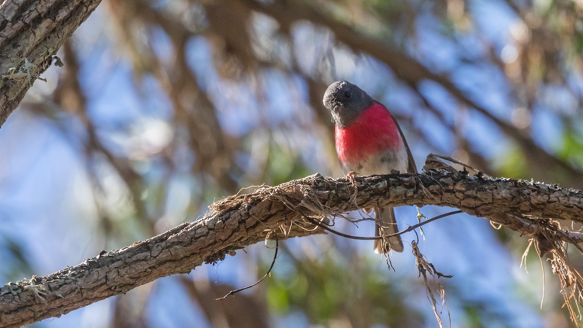 Rose Robin - ML638433085