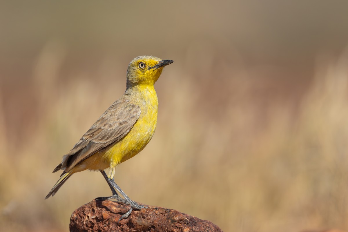 Gibberbird - ML638433087