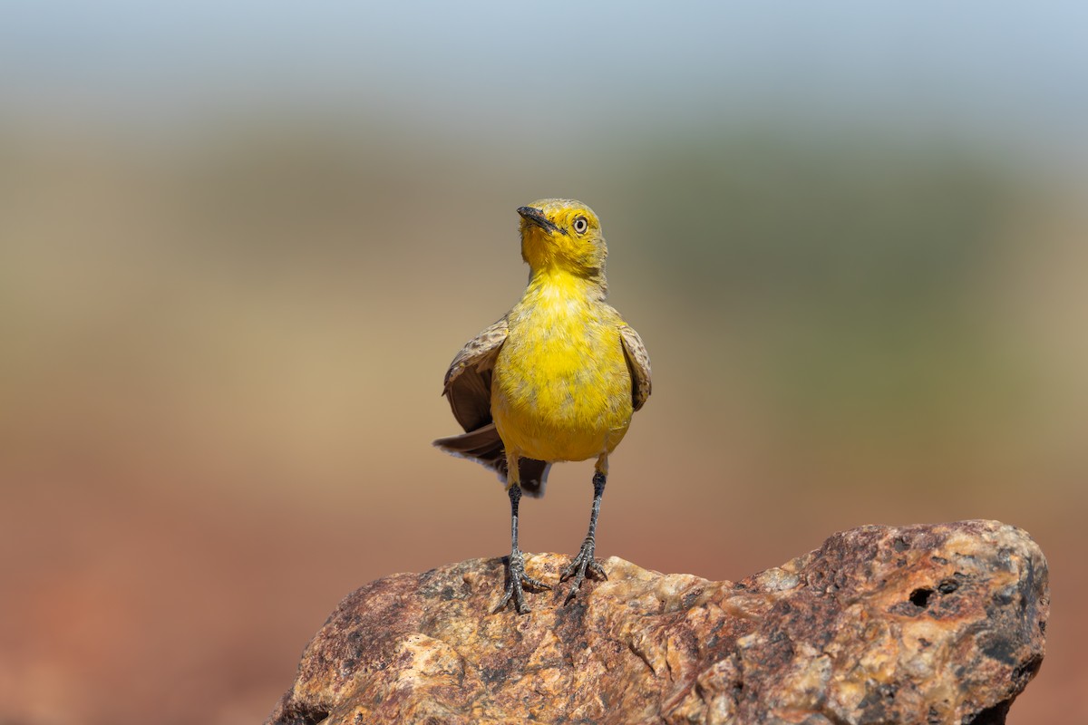 Gibberbird - ML638433088