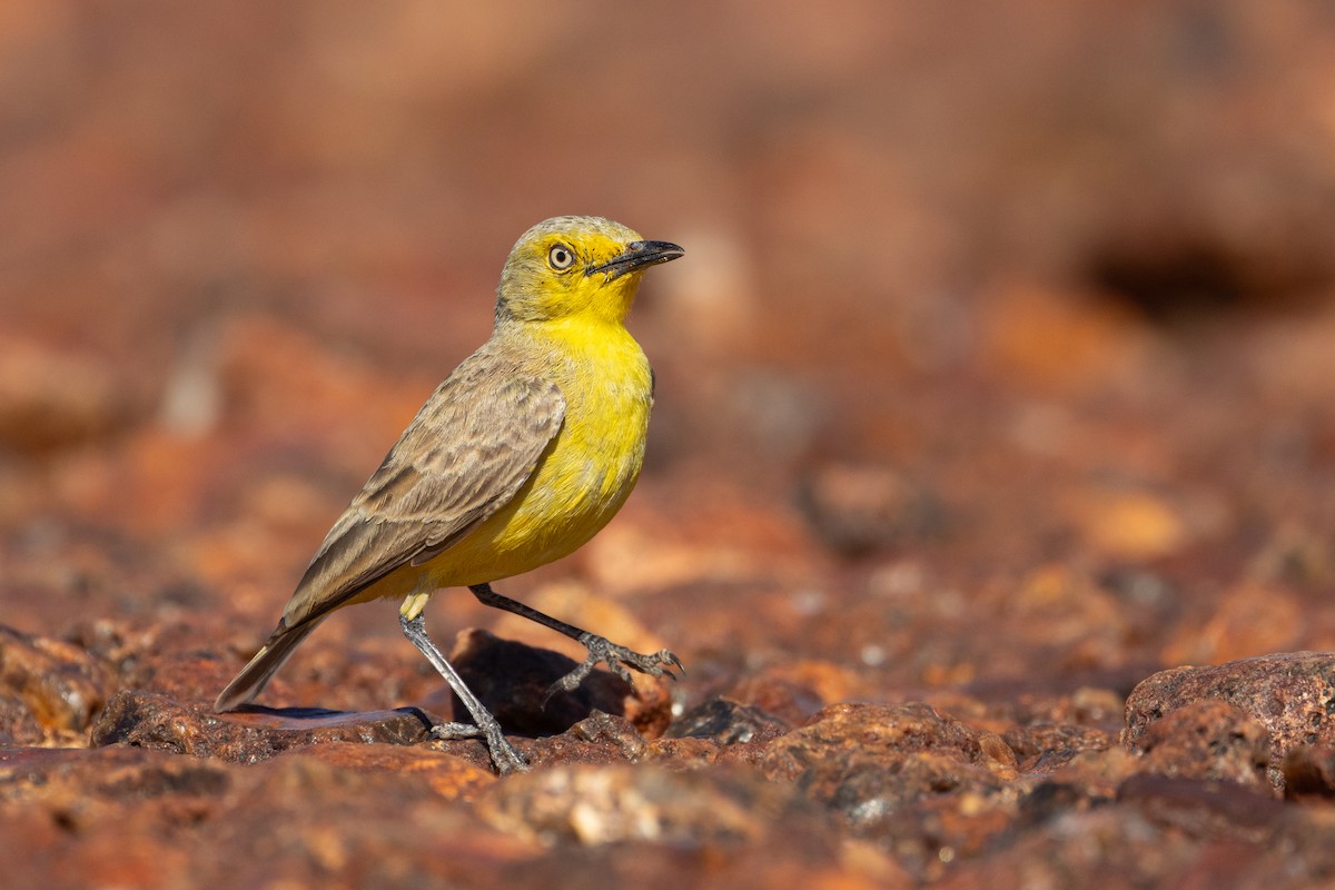 Gibberbird - ML638433089
