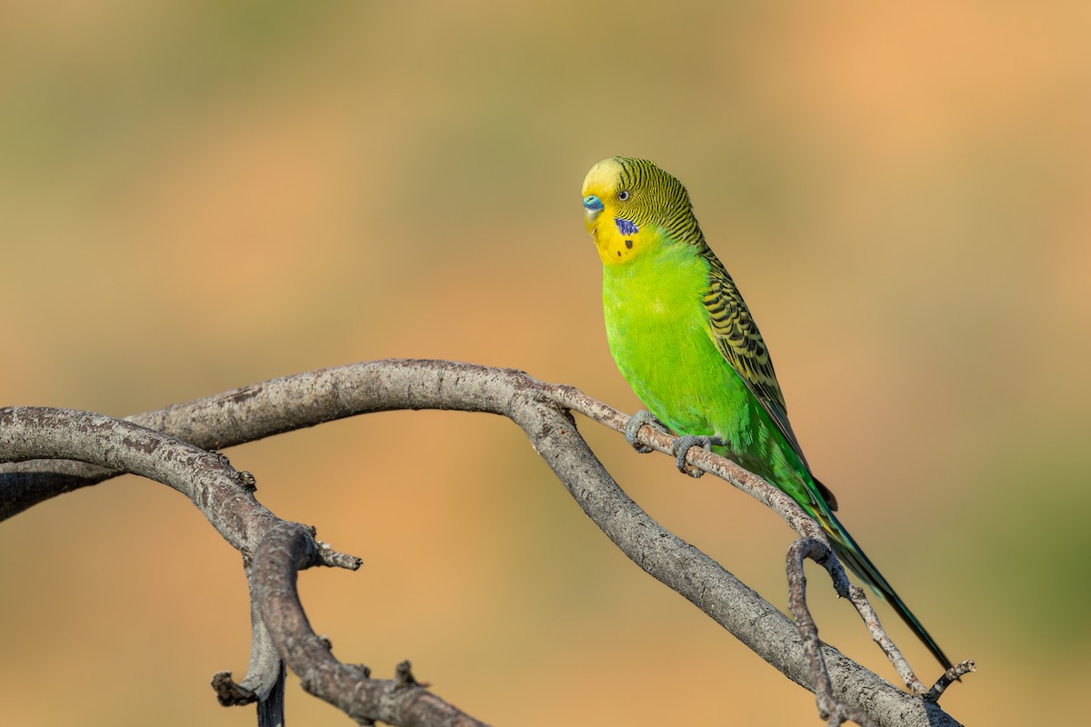 Budgerigar - ML638433184