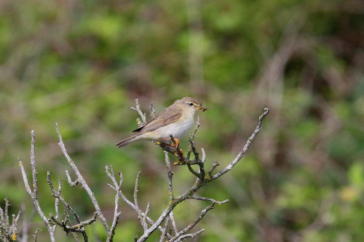 Willow Warbler - ML638433185