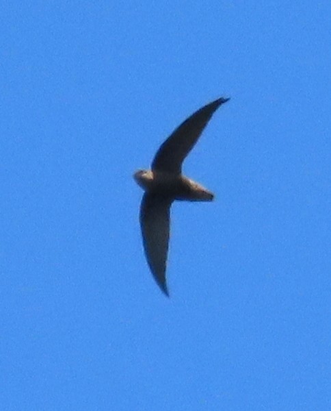 Sick's Swift - ML638433207