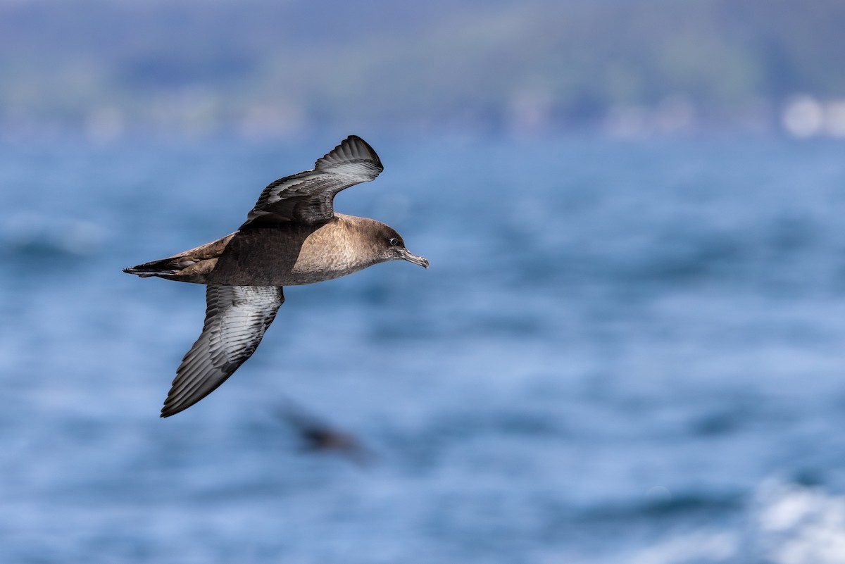 Sooty Shearwater - ML638433209