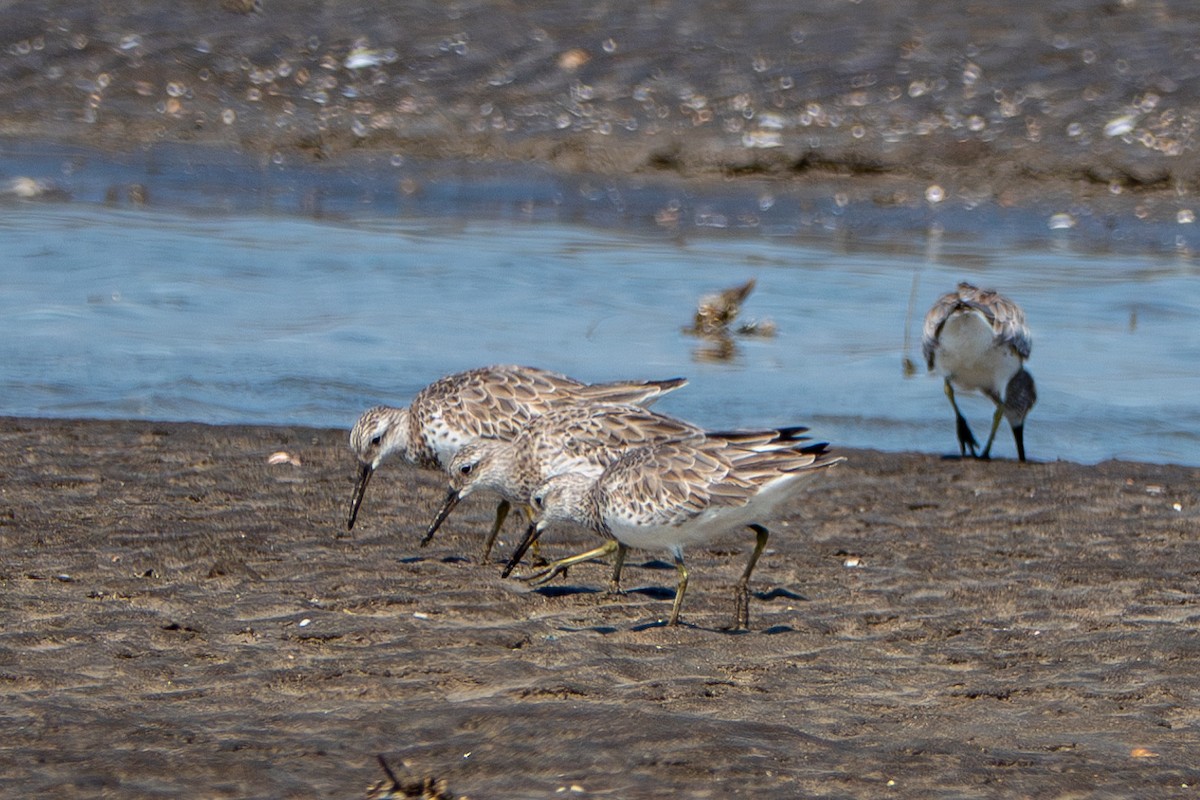 Great Knot - ML638433216