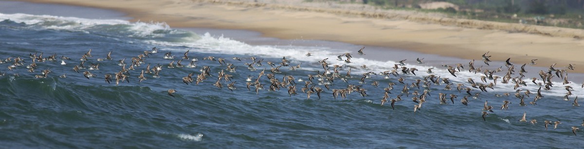 Tibetan Sand-Plover - ML638433227