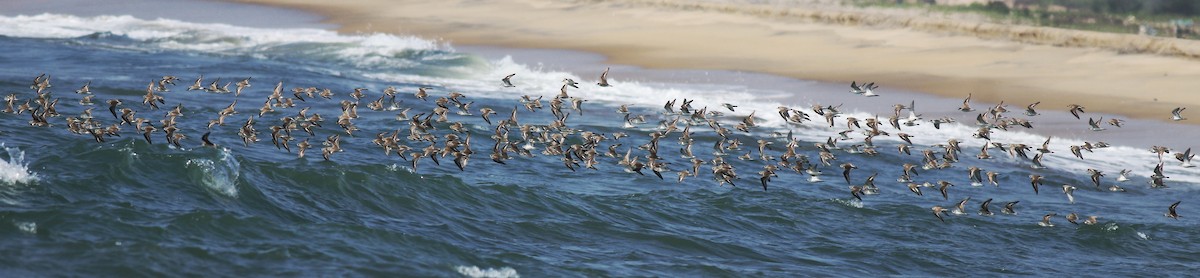 Tibetan Sand-Plover - ML638433228