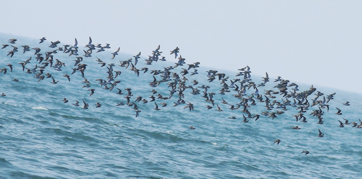 Tibetan Sand-Plover - ML638433229