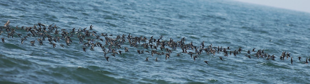Tibetan Sand-Plover - ML638433230