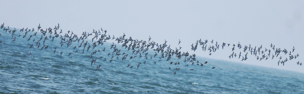 Tibetan Sand-Plover - ML638433233