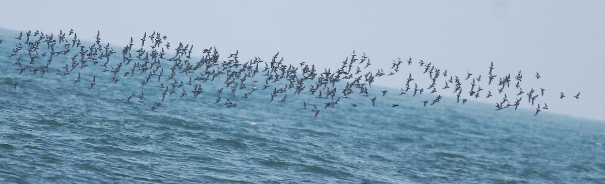 Tibetan Sand-Plover - ML638433234