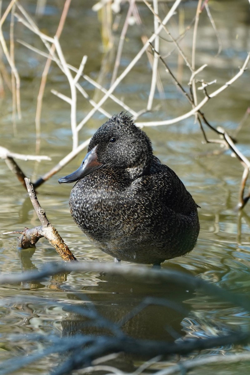 Freckled Duck - ML638433263