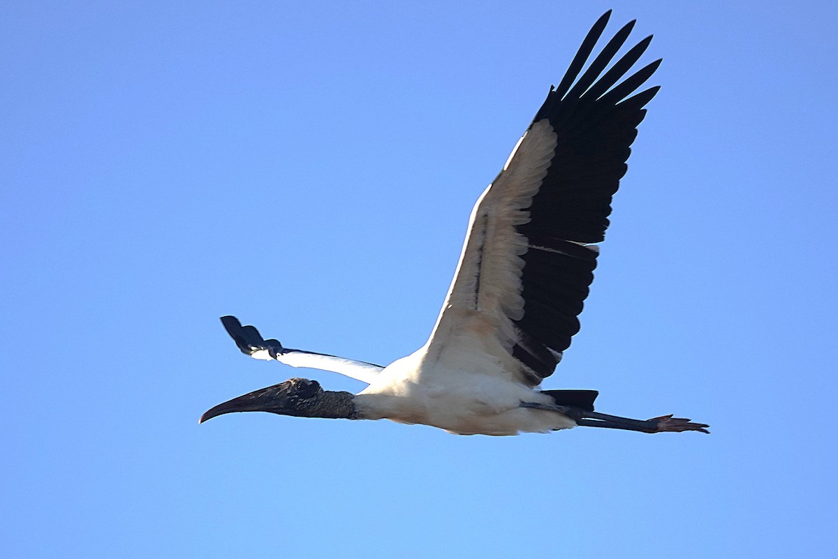 Wood Stork - ML638433314