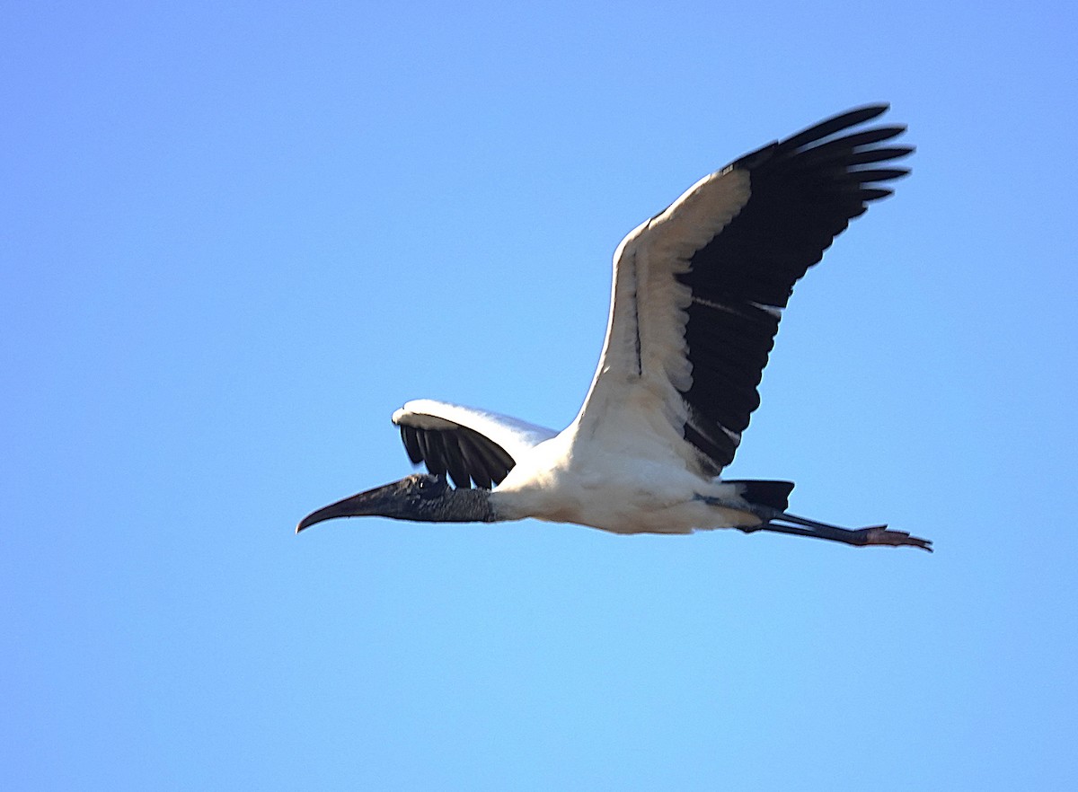 Wood Stork - ML638433315