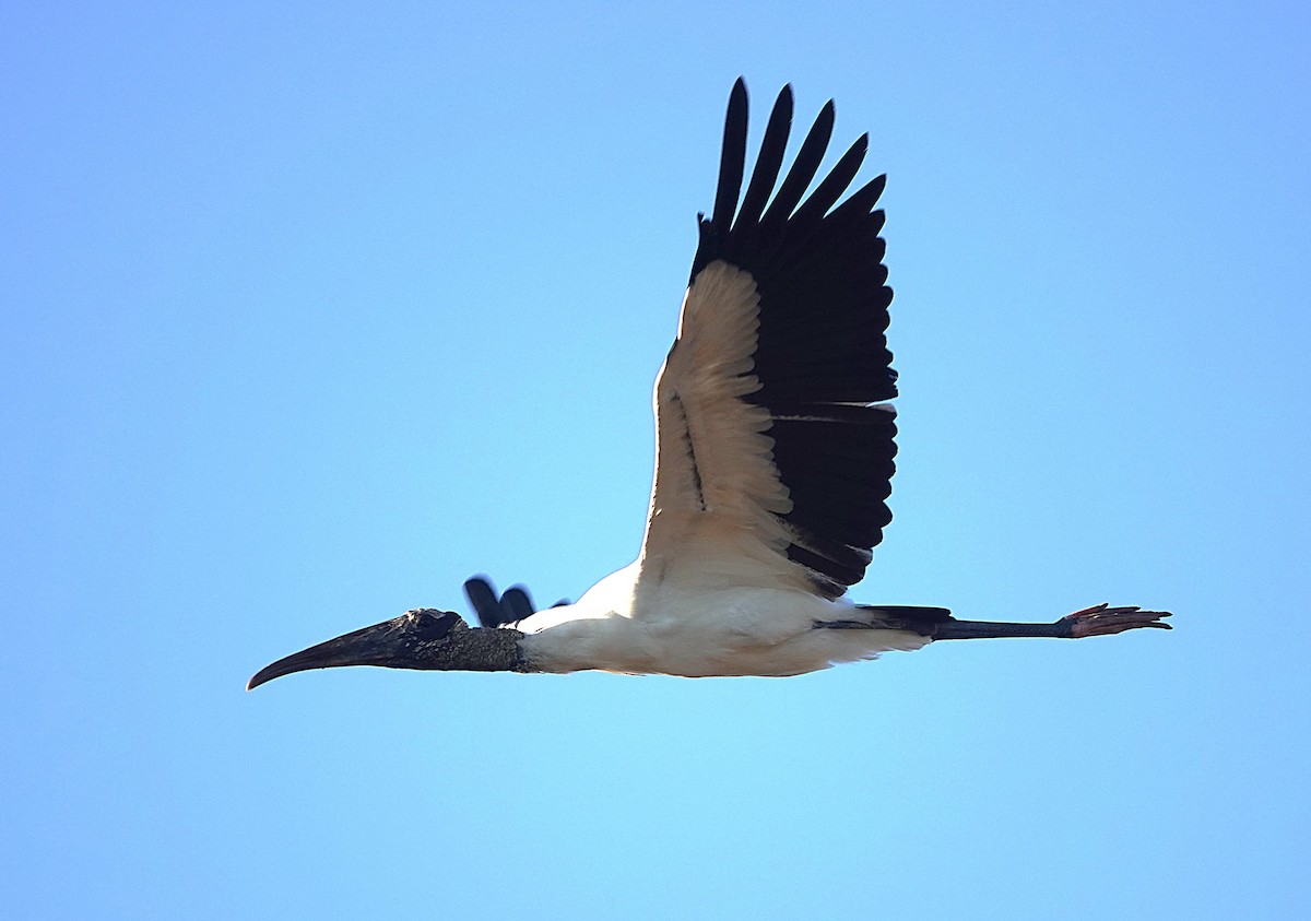 Wood Stork - ML638433316