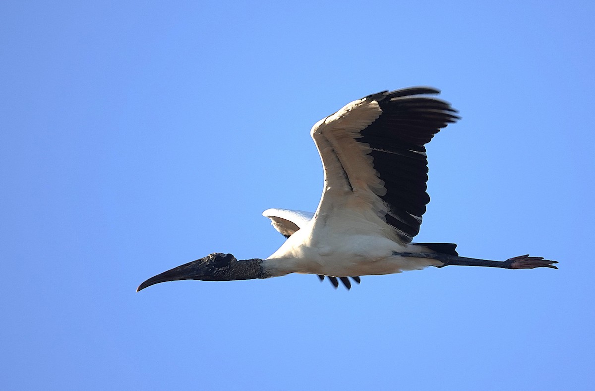 Wood Stork - ML638433317