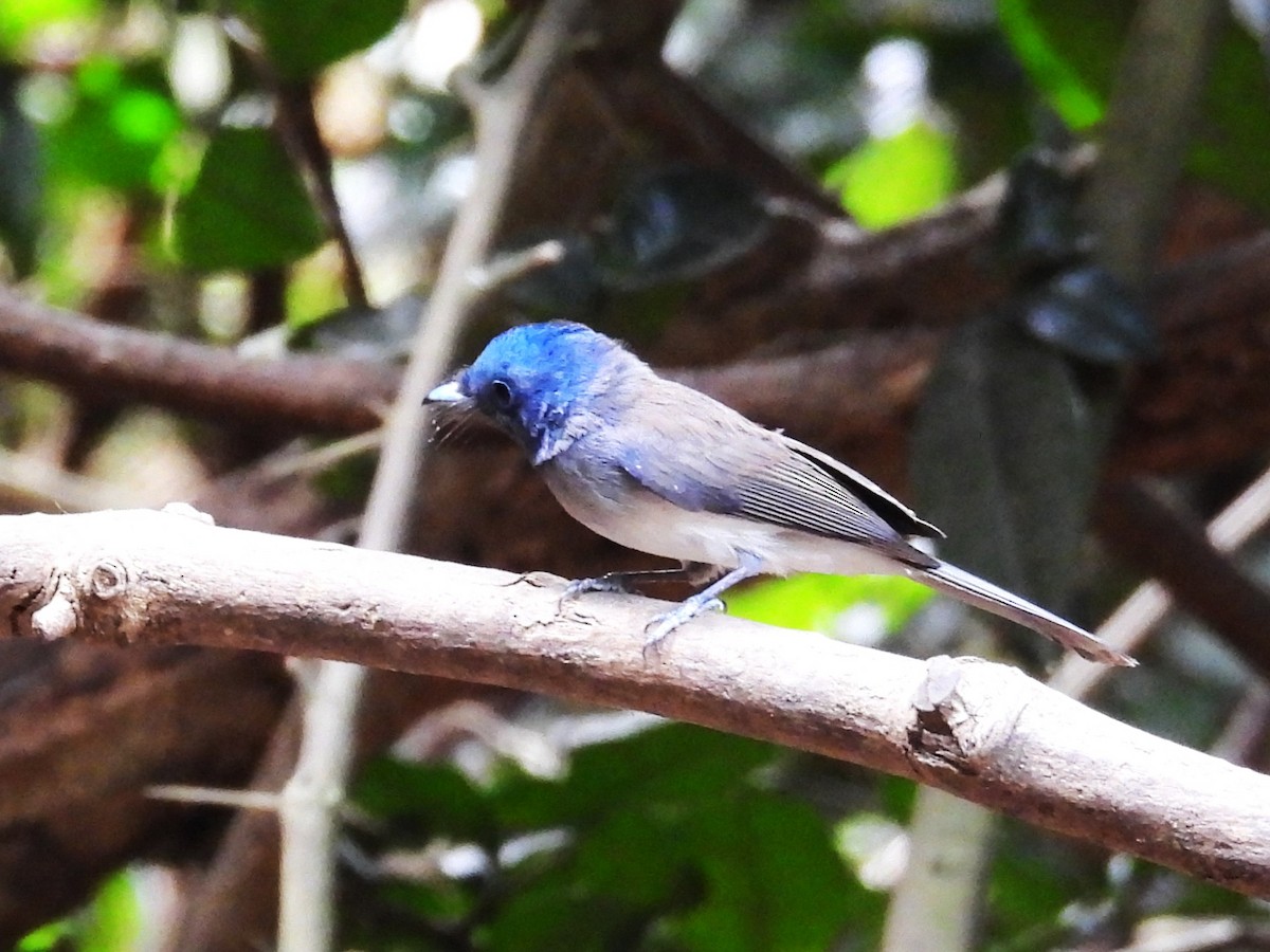 Black-naped Monarch - ML638433333