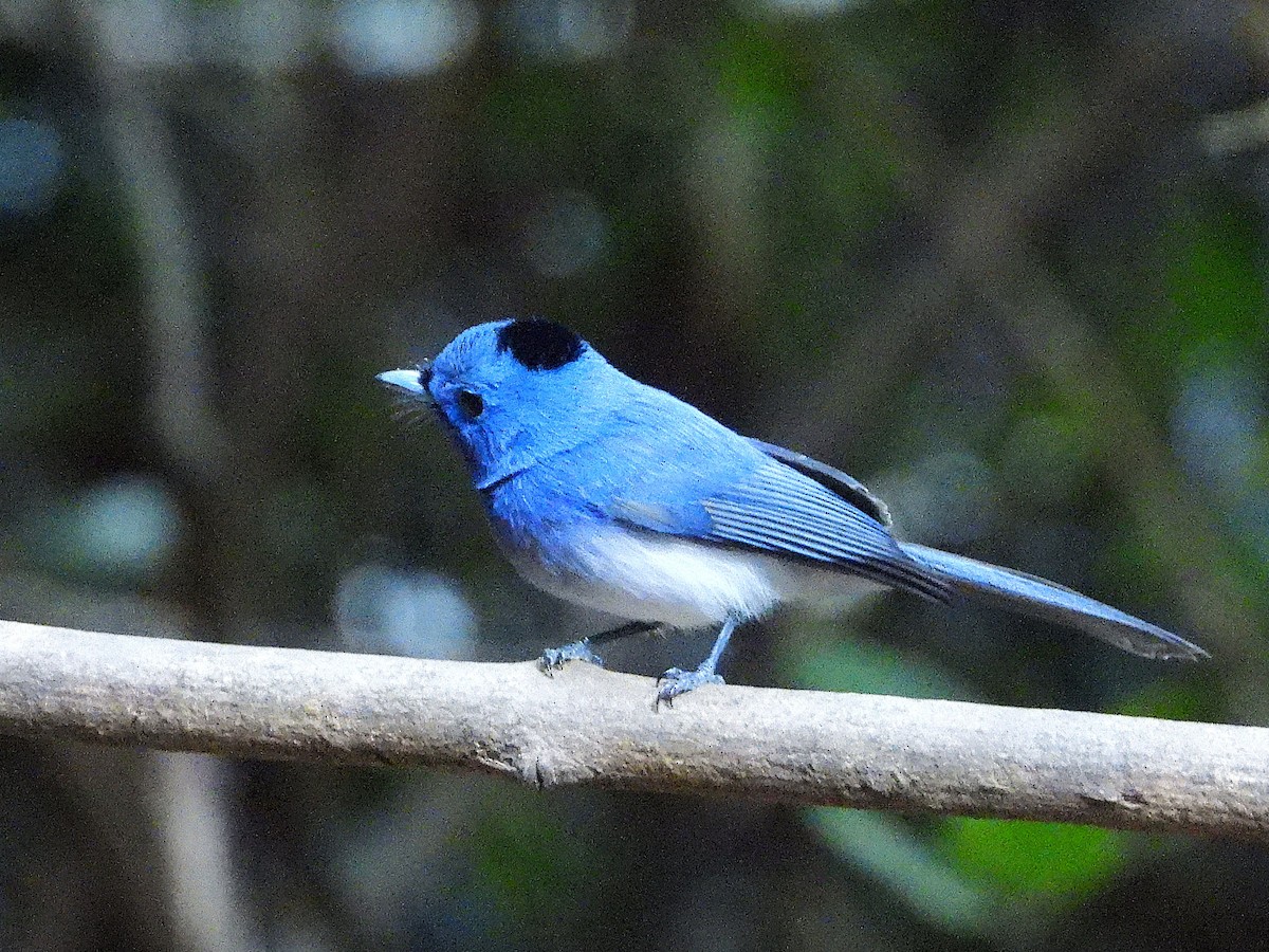Black-naped Monarch - ML638433338