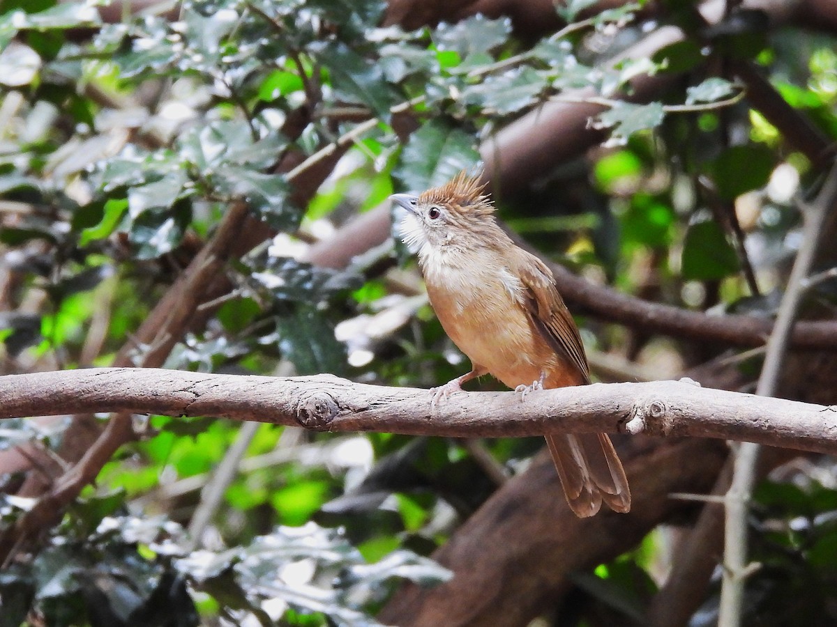 Ochraceous Bulbul - ML638433339