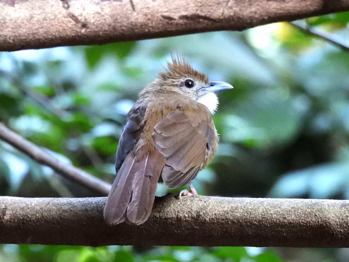 Ochraceous Bulbul - ML638433340