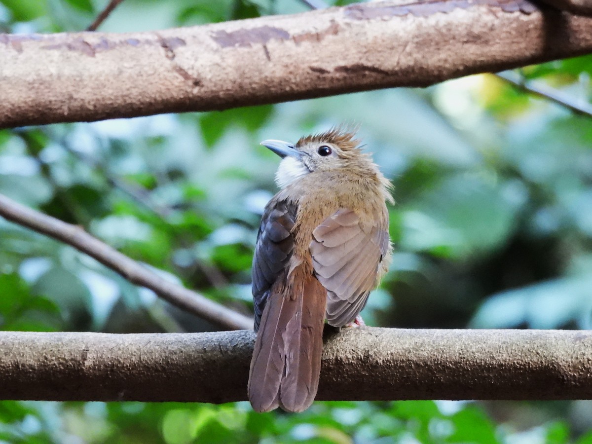 Ochraceous Bulbul - ML638433341