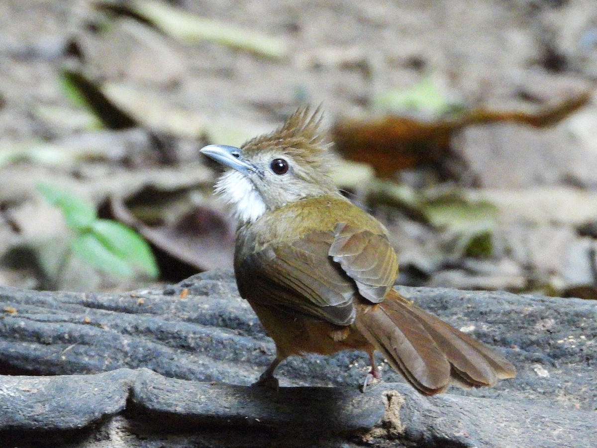 Ochraceous Bulbul - ML638433342