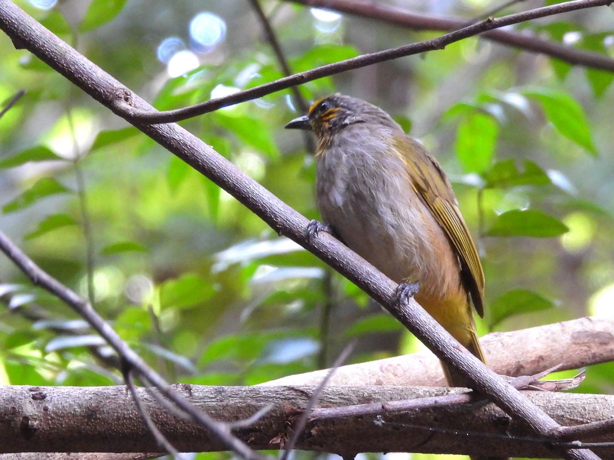 Stripe-throated Bulbul - ML638433346