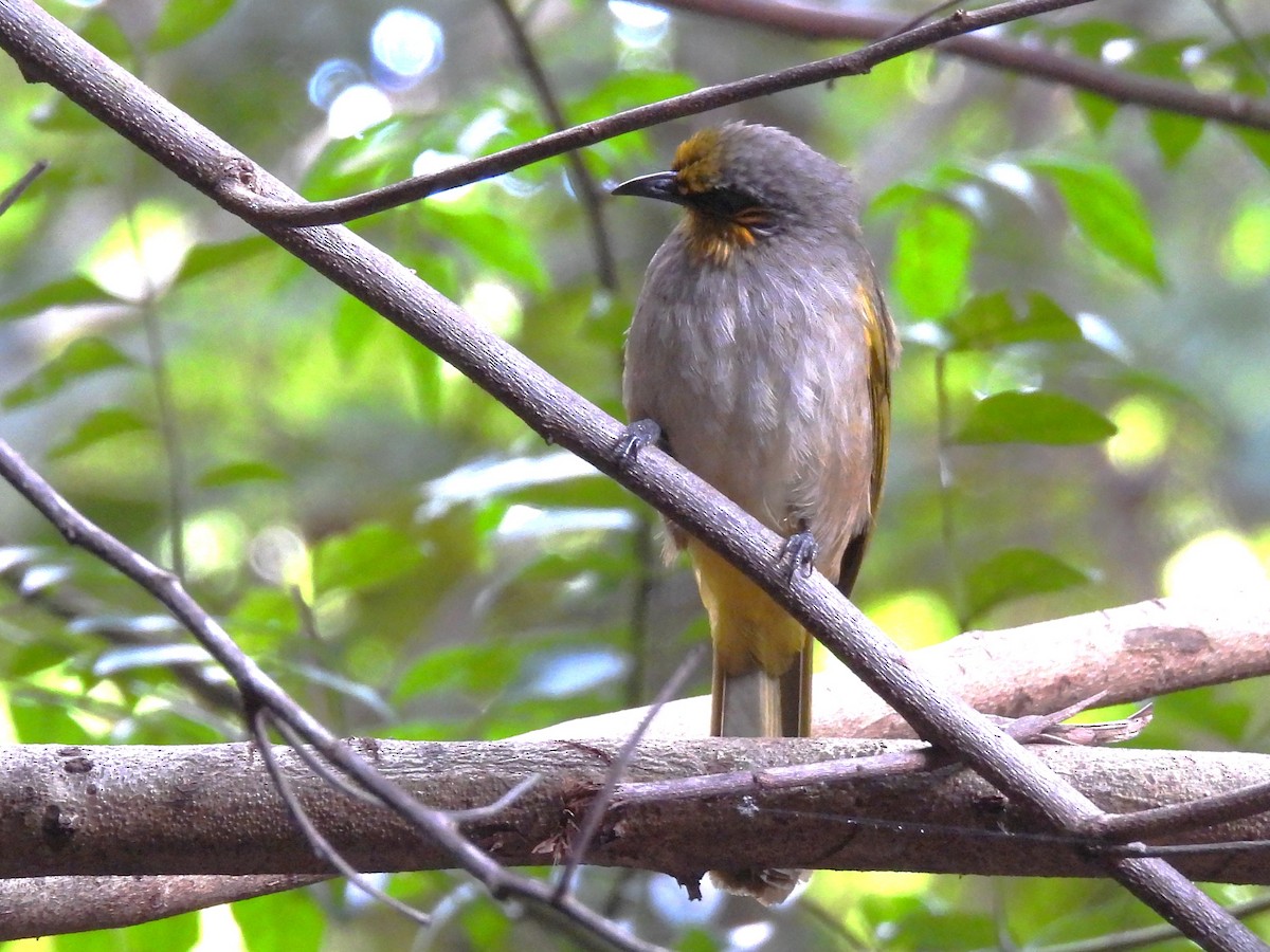 Stripe-throated Bulbul - ML638433347