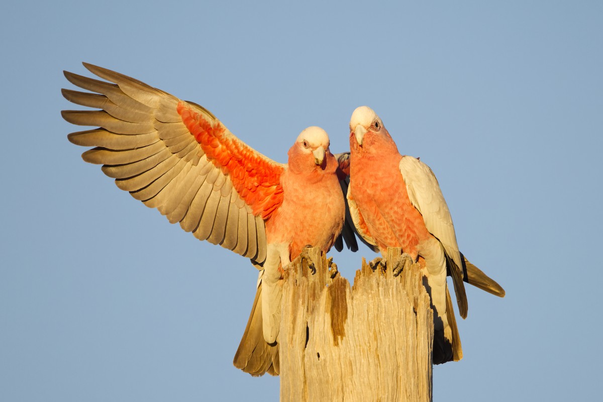 Galah - ML638433350