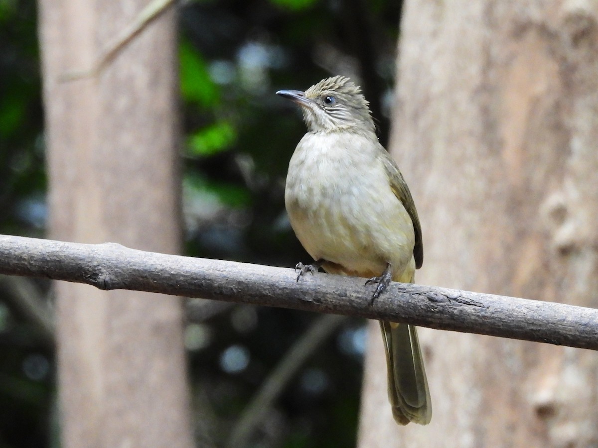 Streak-eared Bulbul - ML638433352