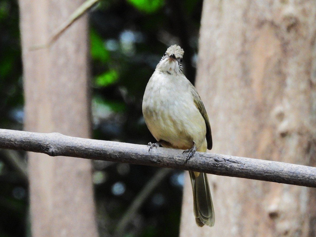 Streak-eared Bulbul - ML638433353