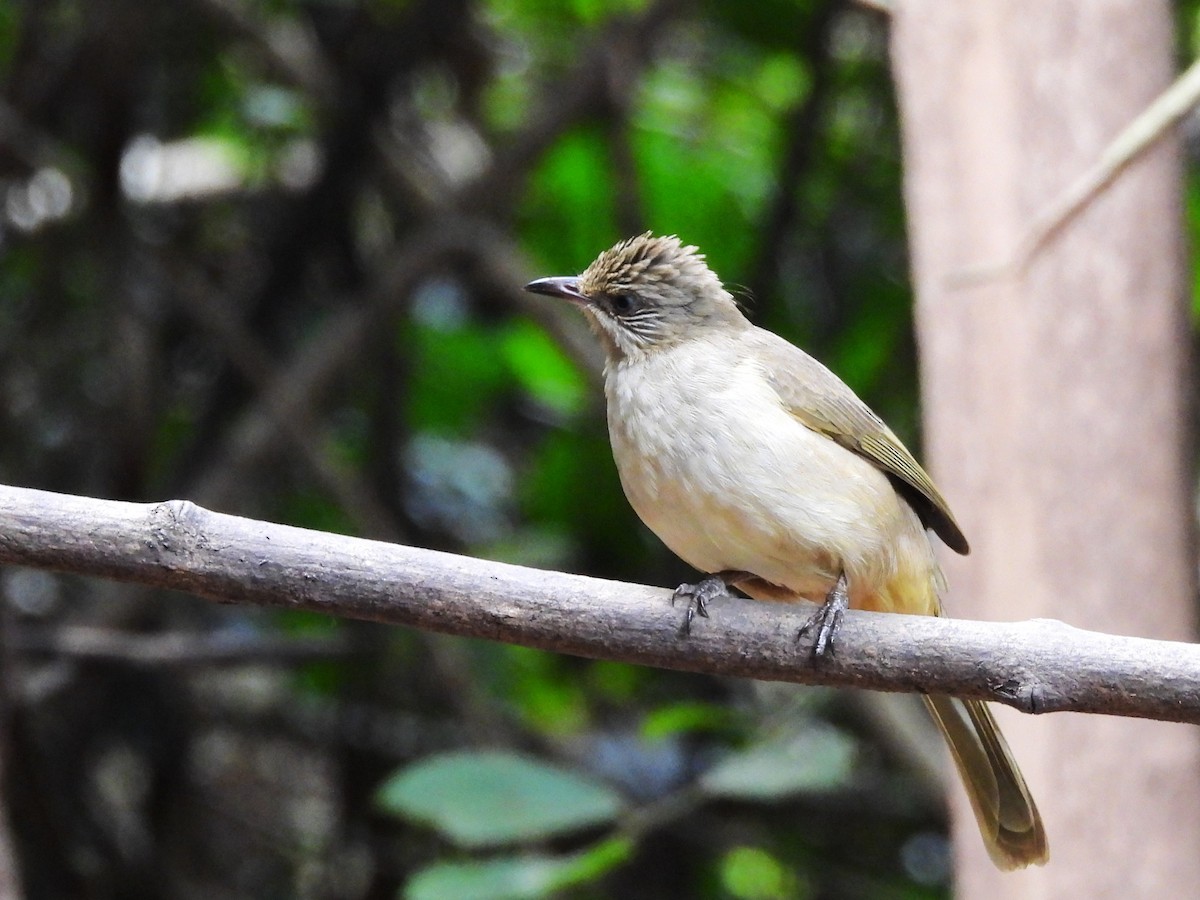 Streak-eared Bulbul - ML638433354
