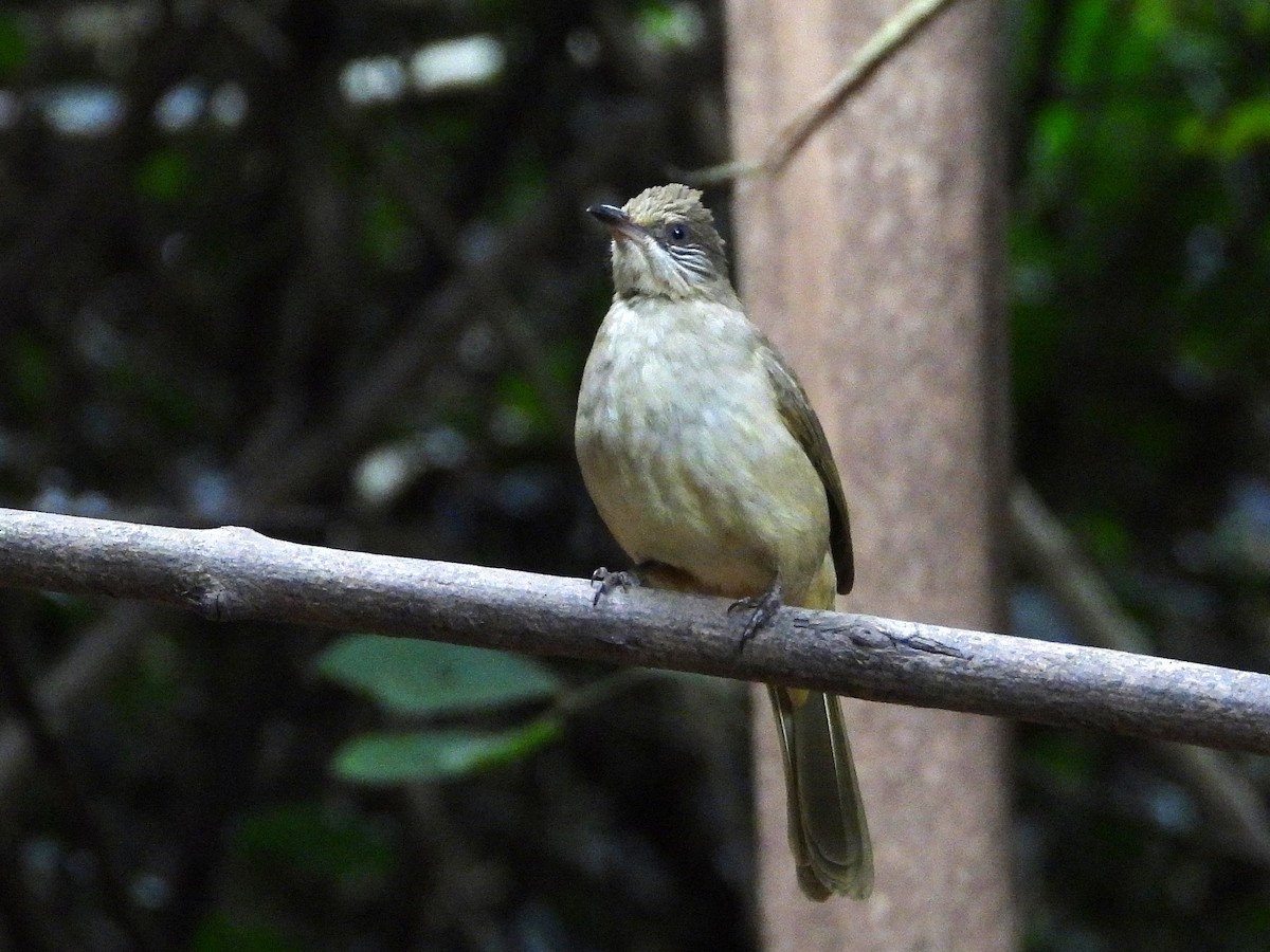 Streak-eared Bulbul - ML638433355