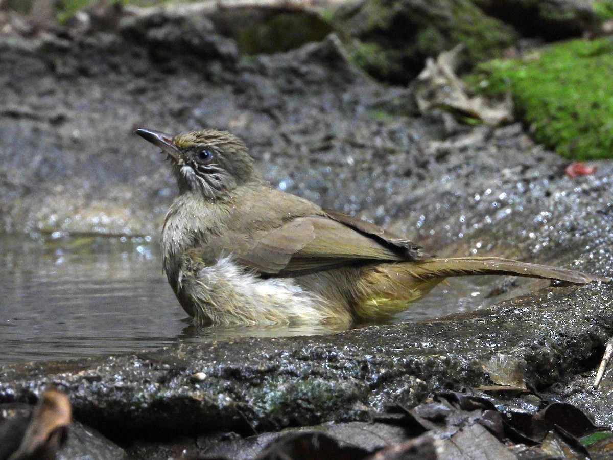 Streak-eared Bulbul - ML638433356