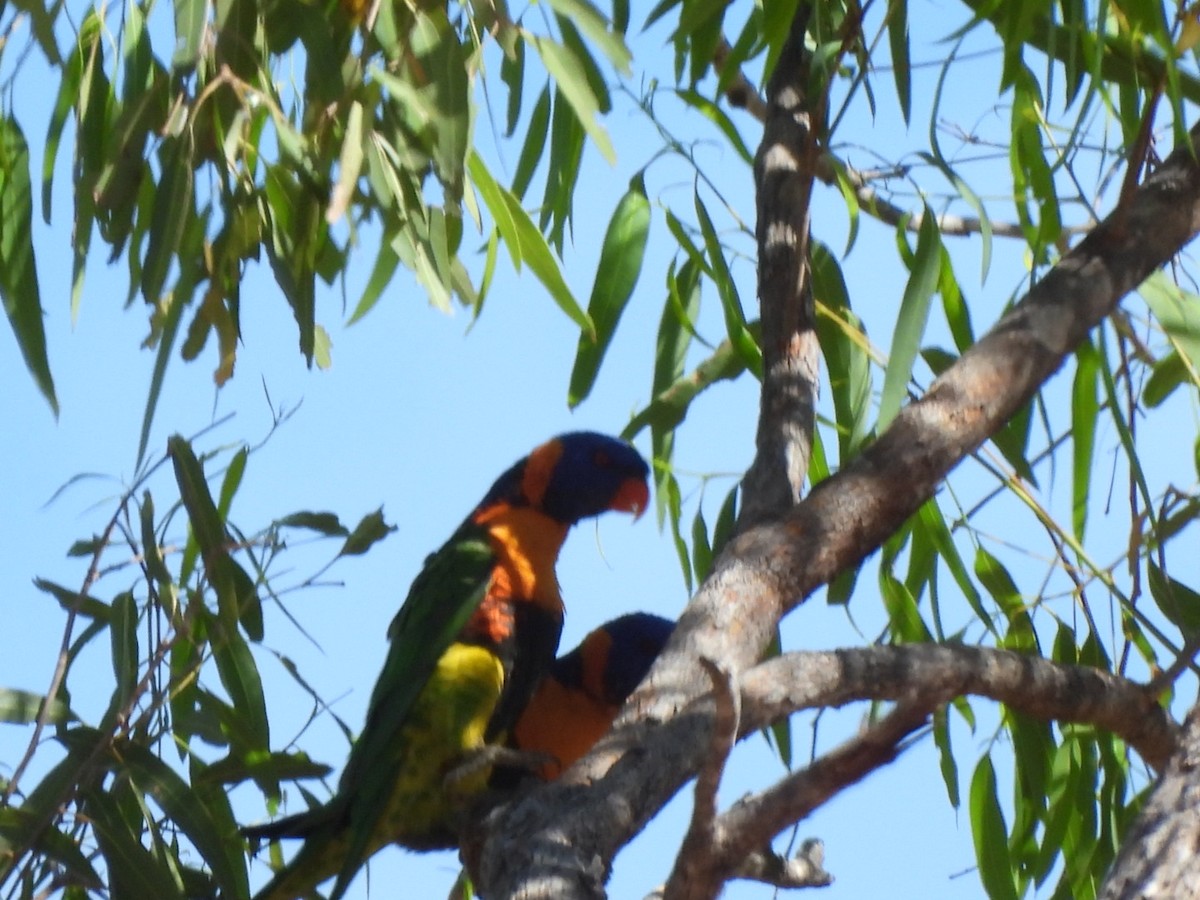 Red-collared Lorikeet - ML638433358