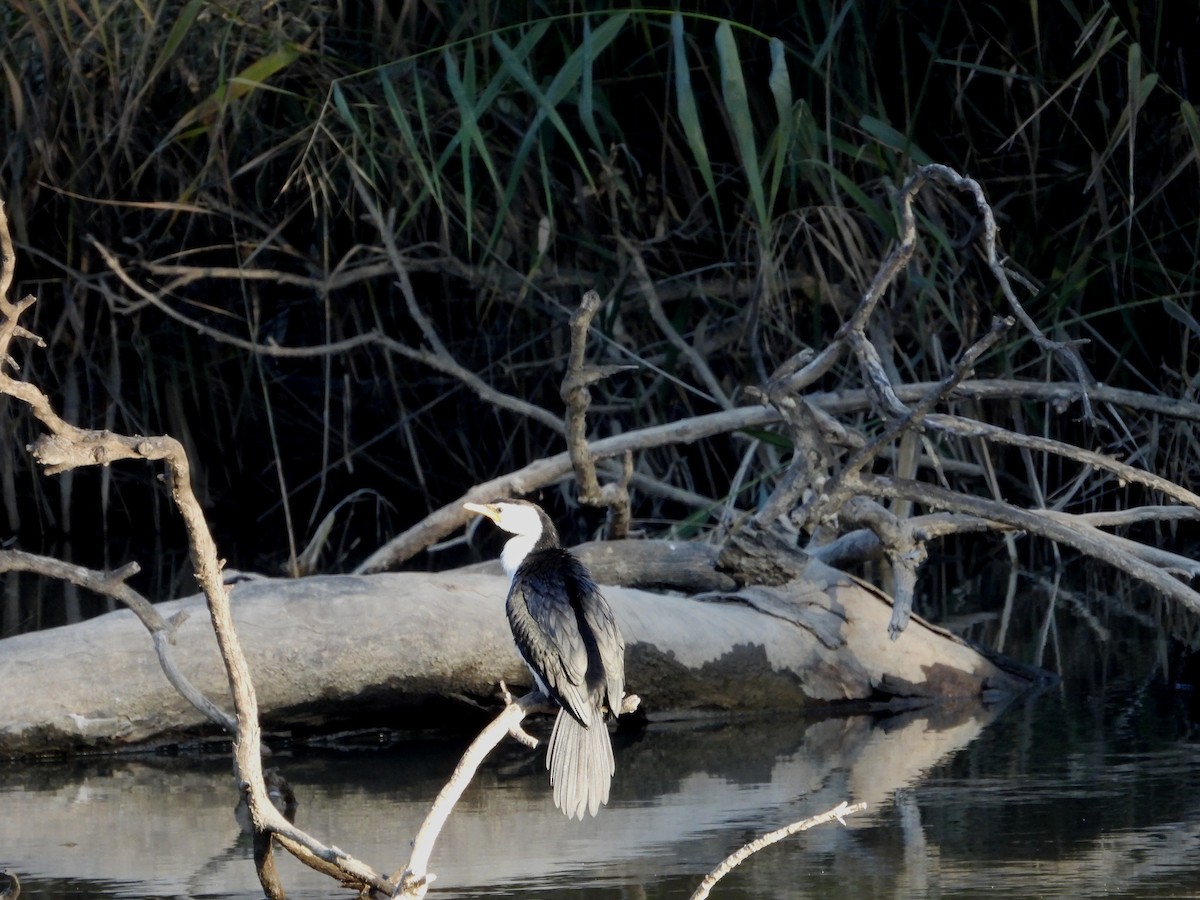 Little Pied Cormorant - ML638433359