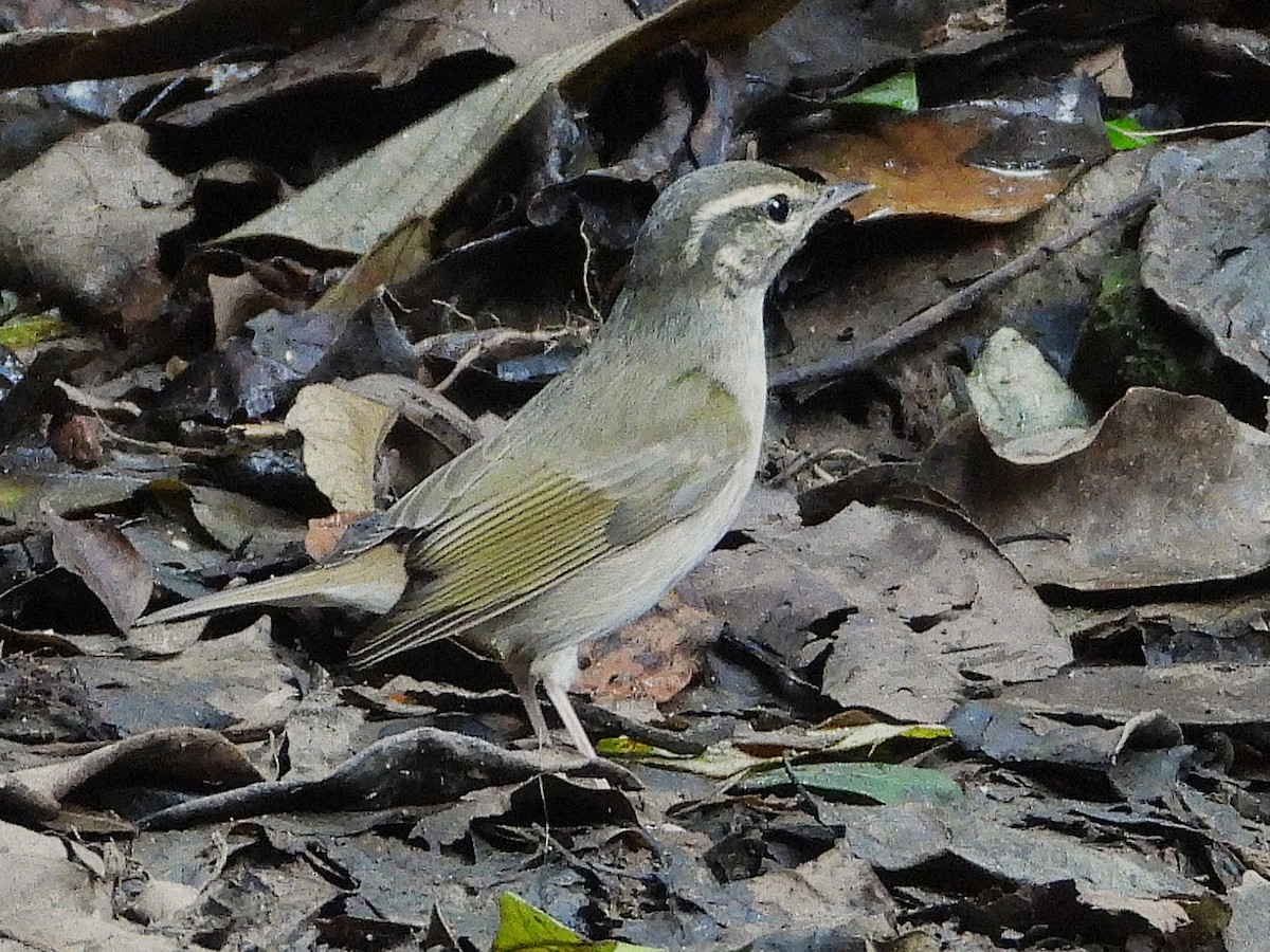Pale-legged Leaf Warbler - ML638433360
