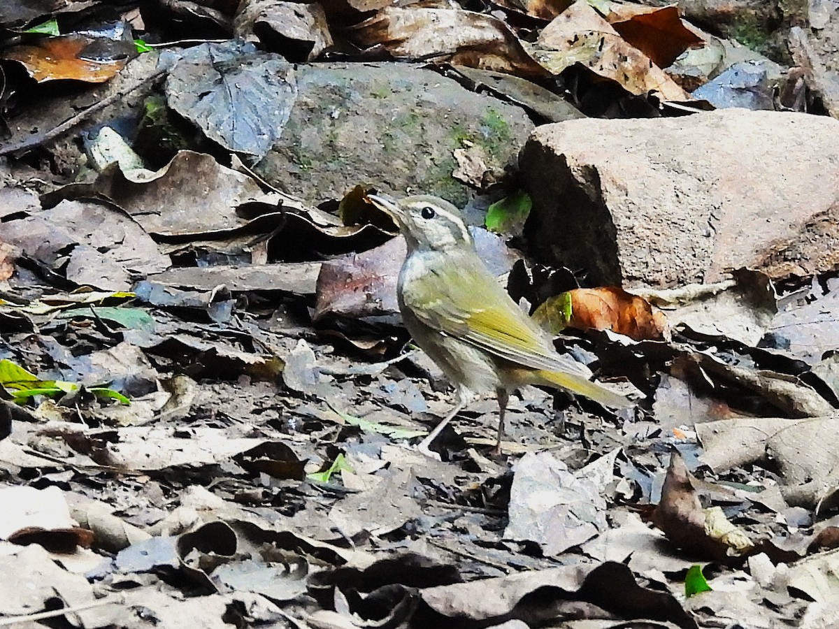 Pale-legged Leaf Warbler - ML638433361