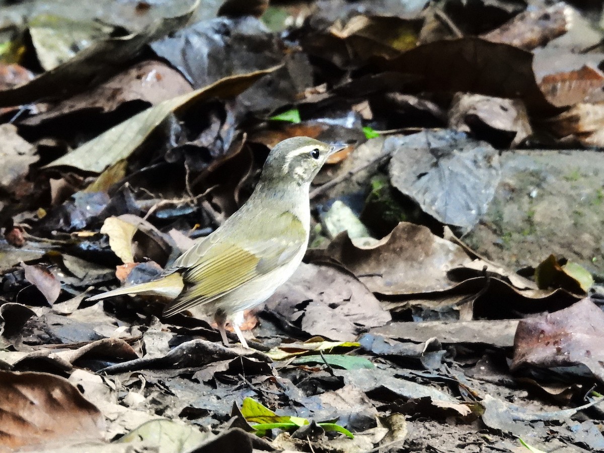 Pale-legged Leaf Warbler - ML638433362
