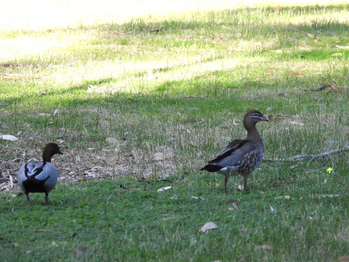 Maned Duck - ML638433363