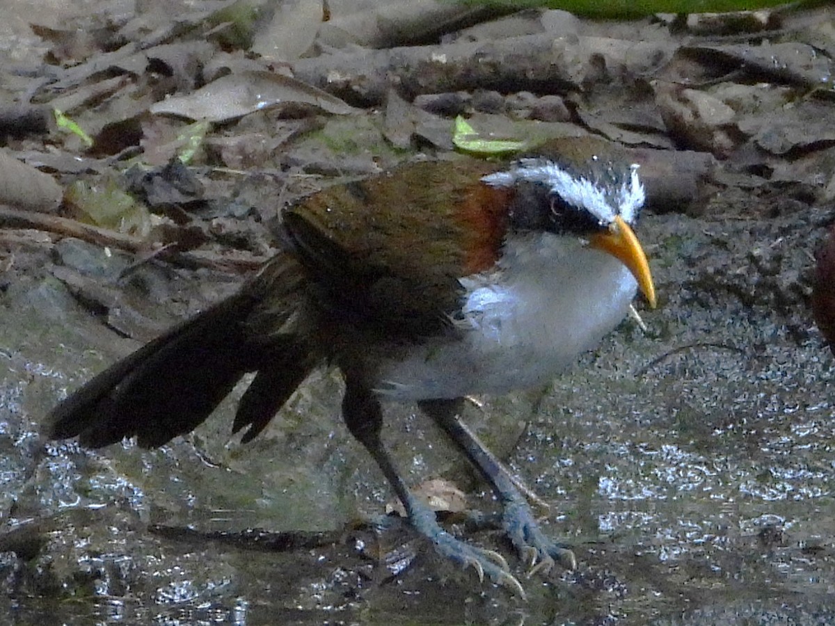 White-browed Scimitar-Babbler - ML638433364