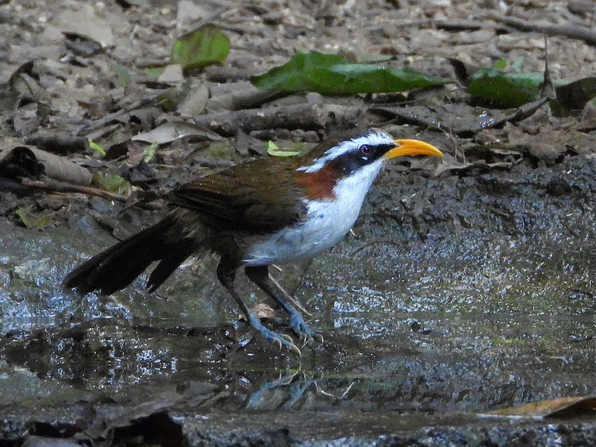 White-browed Scimitar-Babbler - ML638433366