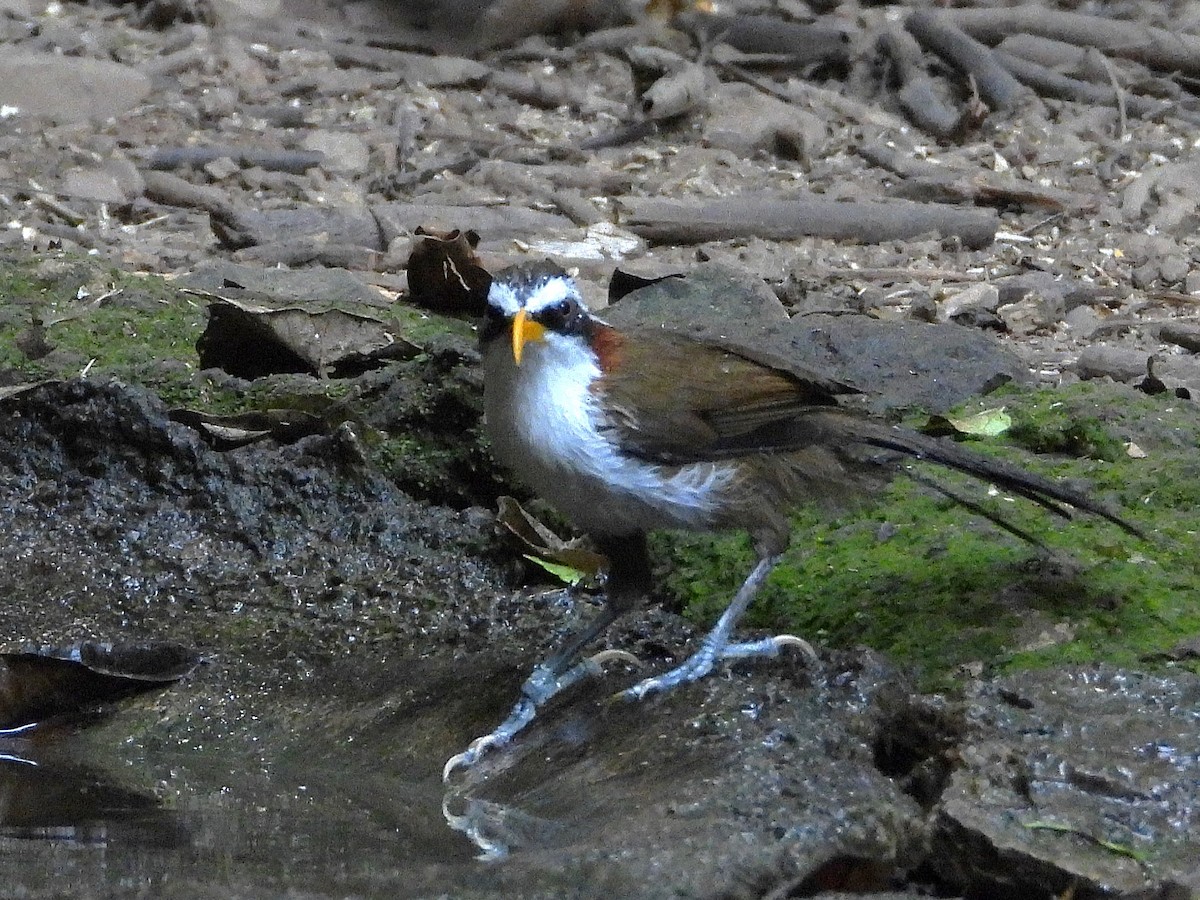White-browed Scimitar-Babbler - ML638433367